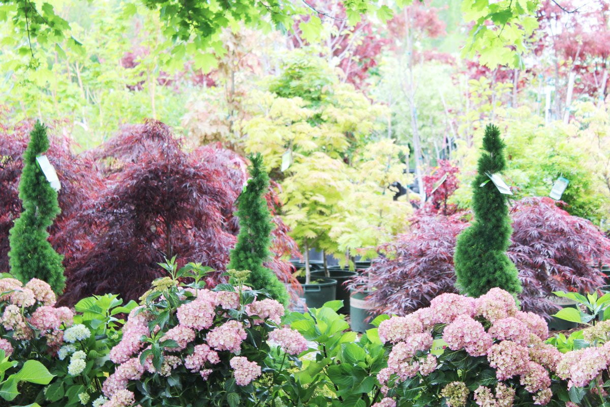 Trees and Plants | Gibsons Landscape and Nursery