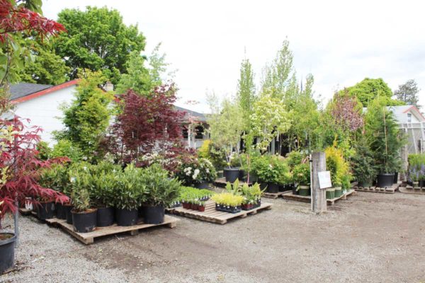 images of trees in garden center