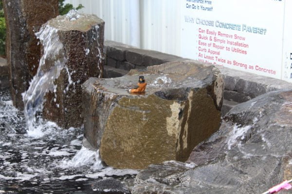 image of outdoor water features of available options and a red robin enjoying his time playing in the water